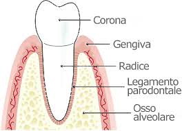 anatomia-parodontale-1