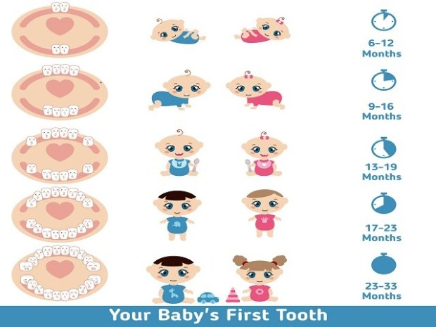 Baby teething chart